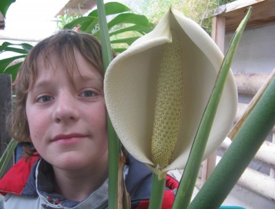 <p> </p> <p> Monstera deliciosa, skleník Žampach, 02/2010</p> <p> </p> <p> </p> <p> </p>