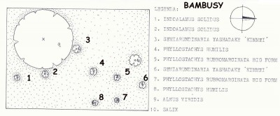 bambusy_schema_big