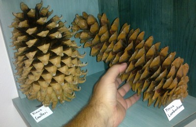 p.coulteri_p.lambertiana_big