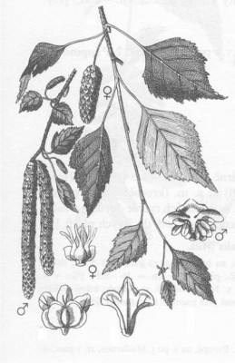 07-briza_06_big
