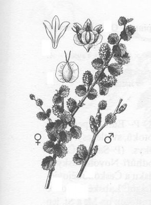 07-briza_08_big