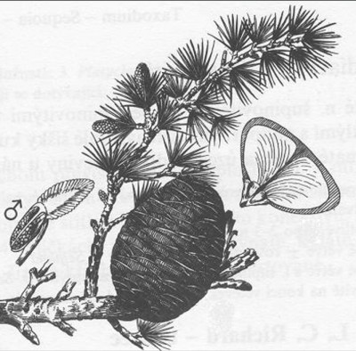 08-cedr_05_big