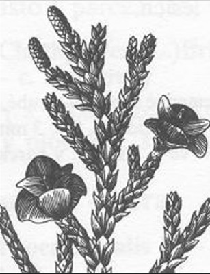 02-cyprisovite_01_big