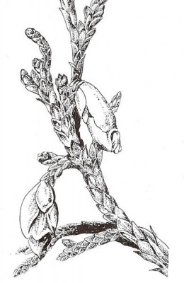 02-cyprisovite_05_big
