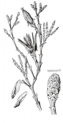 02-cyprisovite_13_big