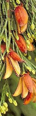 02-cyprisovite_14_big