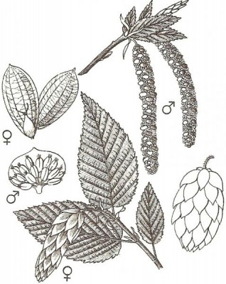 04-habrovec_01_big