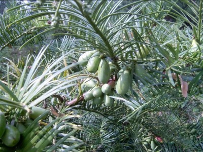 08-hlavotis_01_big