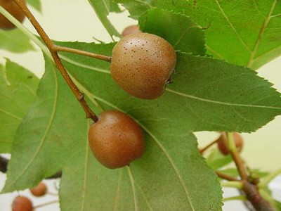 11-jerab_01_big