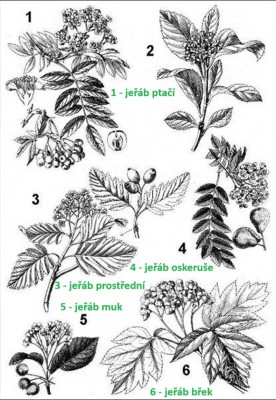 11-jerab_08_big