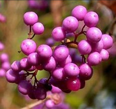 09-krasnoplodka_01_big