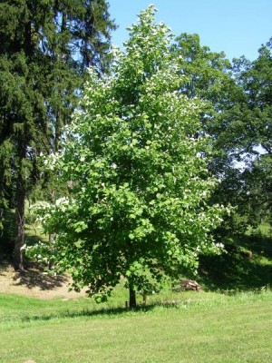 05-liliovnik_04_big