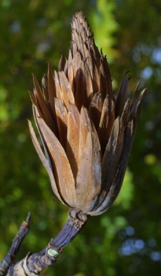 05-liliovnik_06_big