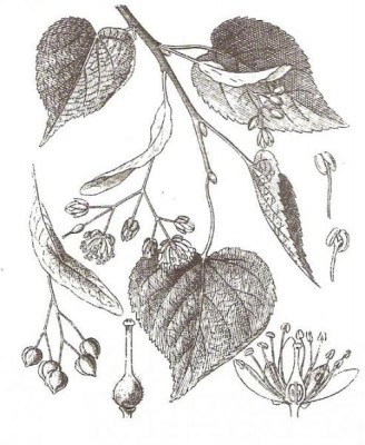 04-lipa_02_big