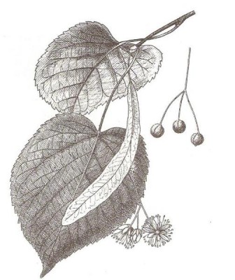 04-lipa_07_big