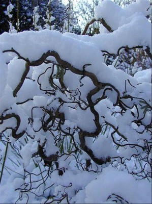 11-liska_03_big