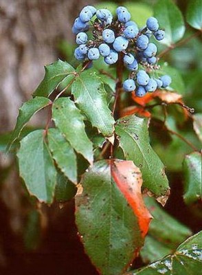 09-mahonie_01_big