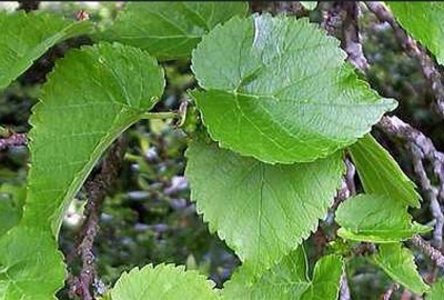 11-moruse_05_big