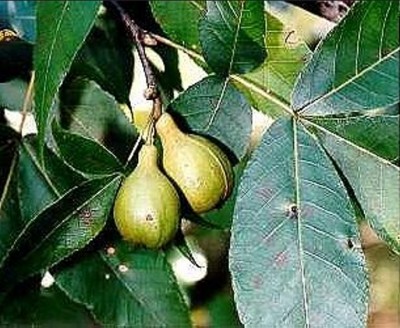 11-orechovec_01_big