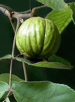 11-orechovec_04_big