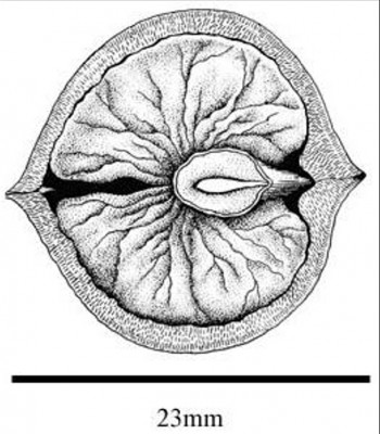 11-orechovec_05_big
