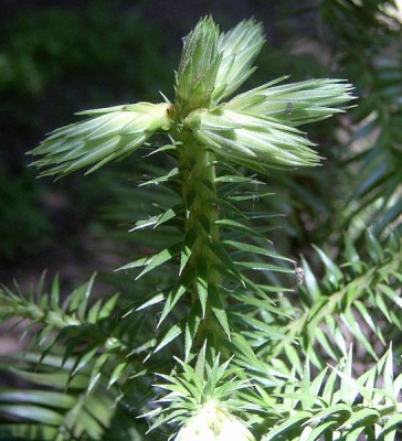 09-ostrolistec_03_big