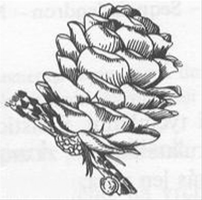 08-pamodrin_01_big