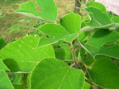 14-papirovnik_01_big