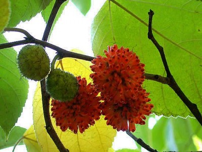 14-papirovnik_02_big