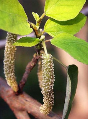 14-papirovnik_03_big