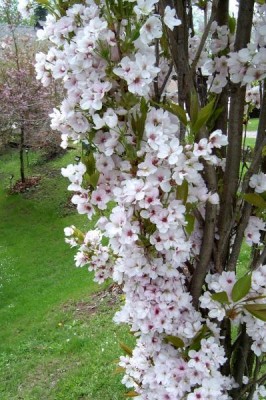 15-prunus_06_big