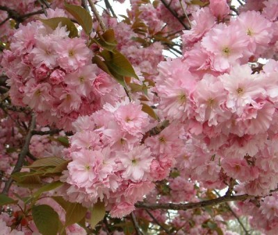 15-prunus_07_big