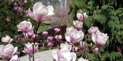 15-magnolie_01_big