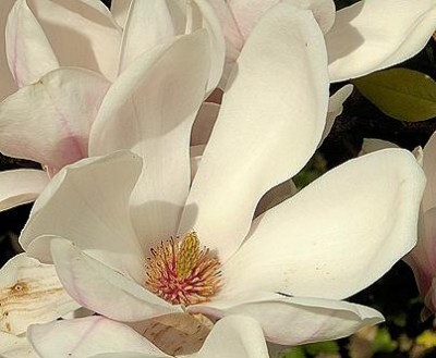 15-magnolie_02_big