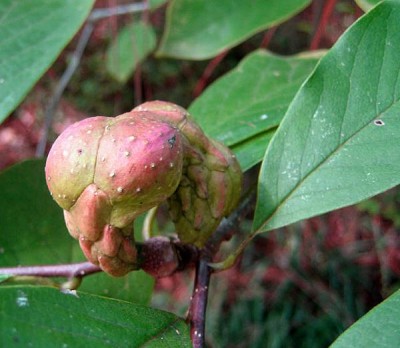 15-magnolie_04_big