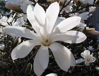 15-magnolie_05_big