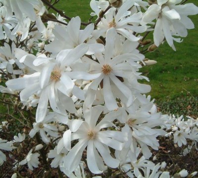 15-magnolie_06_big