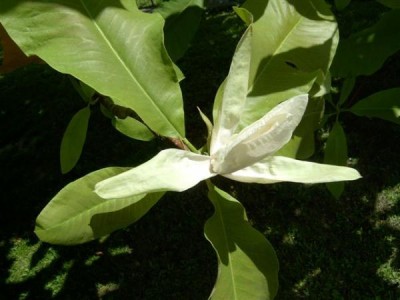 15-magnolie_07_big