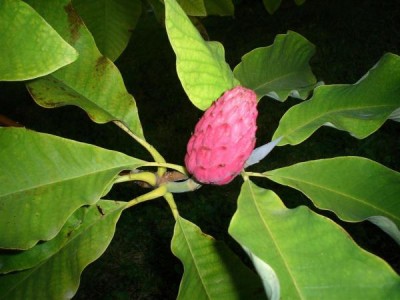 15-magnolie_08_big