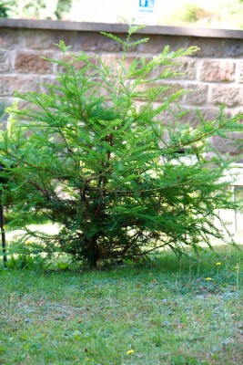 Sequoia_sempervirens_-_sekvoje_vždyzelená_-_celek_v_roce_2013