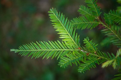 Sequoia_sempervirens_-_sekvoje_vždyzelená_-_jehlice
