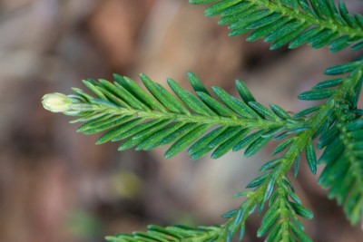 Sequoia_sempervirens_´Adpressa´_-_sekvoje_vždyzelená_-_jehlice