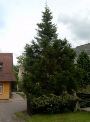 01-sekvojec_03_big