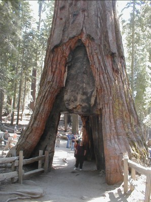 SequoiaMariposaGroveTunnel