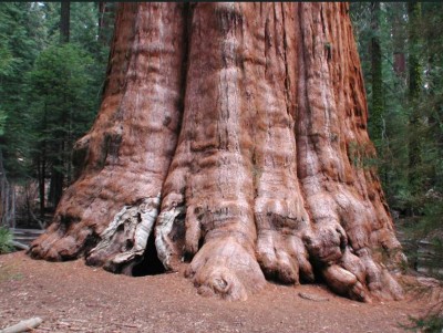 sequoiadendron1_big