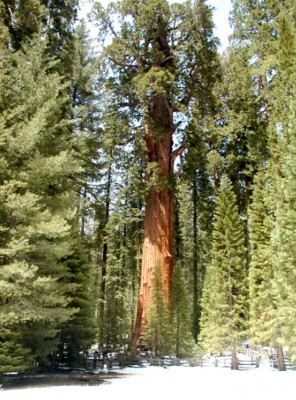 sequoiadendron2_big