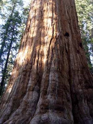 sequoiadendron3_big
