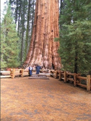 sequoiadendron4_big