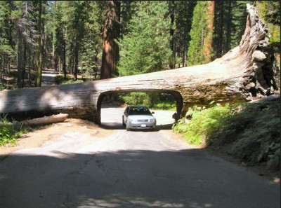 sequoiadendron6_big