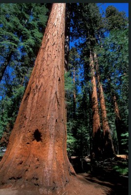 sequoiadendron7_big